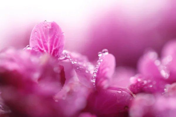 雨滴落在树叶的粉红色花紫荆上 — 图库照片