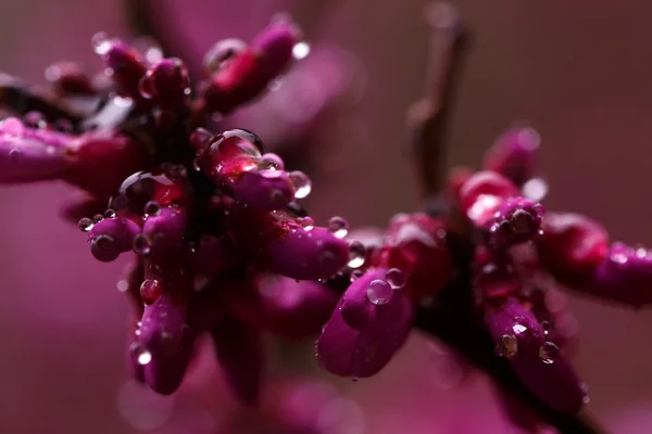 Raindrops on branch with pink flowers — Stock Photo, Image