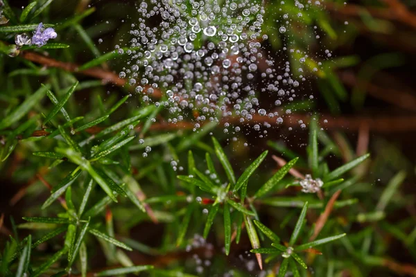 雨滴在迷迭香 — 图库照片