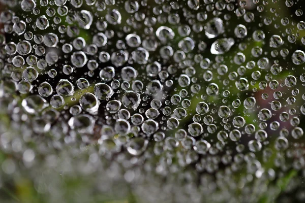 Conjunto de gotas de agua en una tela de araña — Foto de Stock