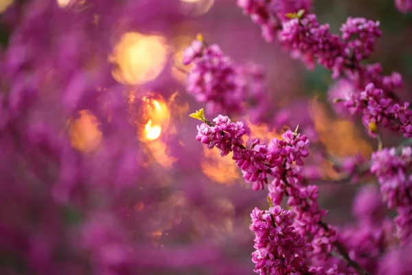 Рожеві квіти кераміки на заході сонця — стокове фото