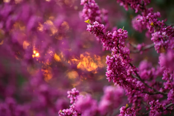 Flores cor-de-rosa de cercis ao pôr do sol — Fotografia de Stock