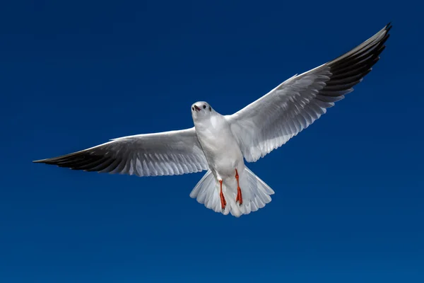 Flying seagulls in sunlight — Stock Photo, Image