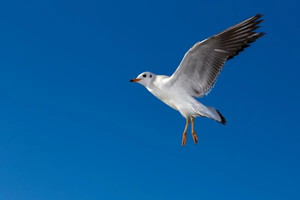 Flying seagulls in sunlight — Stock Photo, Image