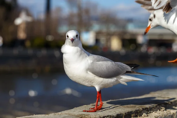 Gulls on parapet of urban river — Stock Photo, Image