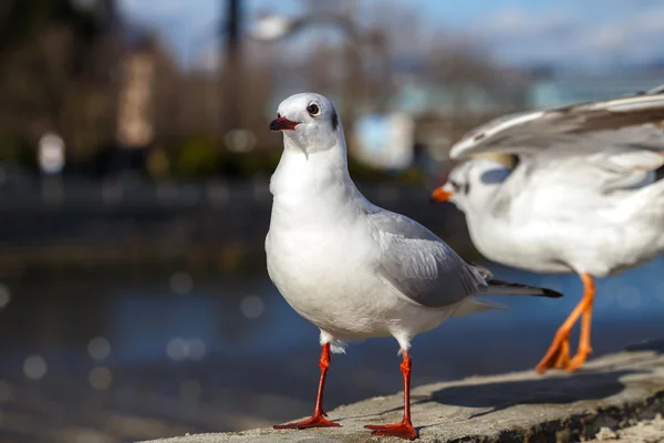 Gulls on parapet of urban river — Stock Photo, Image