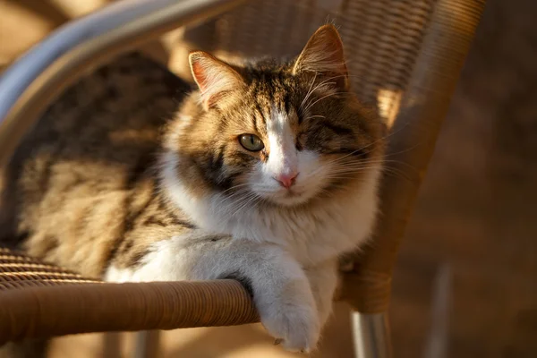 Jednooki kot w słońcu — Zdjęcie stockowe