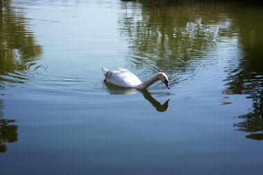 su üzerinde MUTE swan