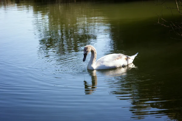 Knobbelzwaan op water — Stockfoto