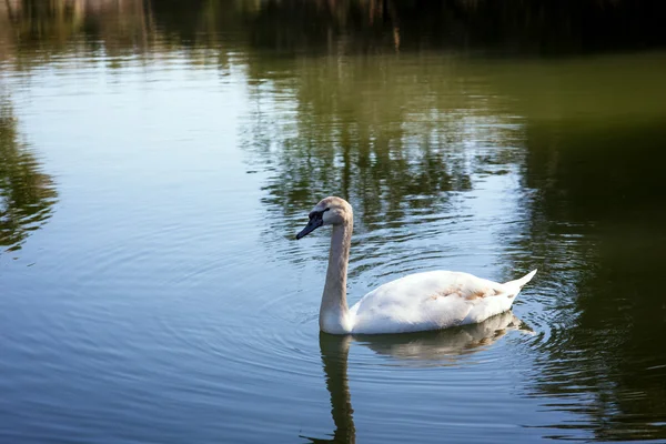 Knobbelzwaan op water — Stockfoto