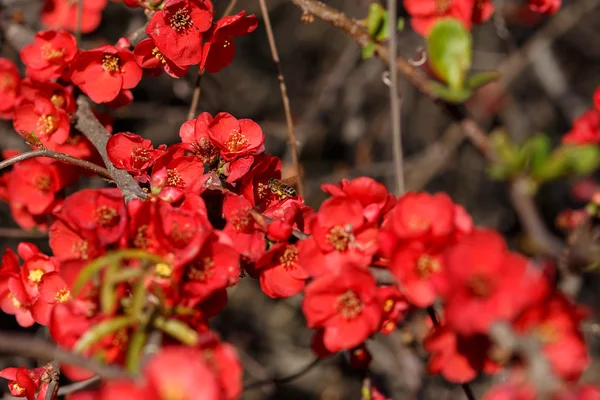 赤い花ボケを受粉蜂 — ストック写真