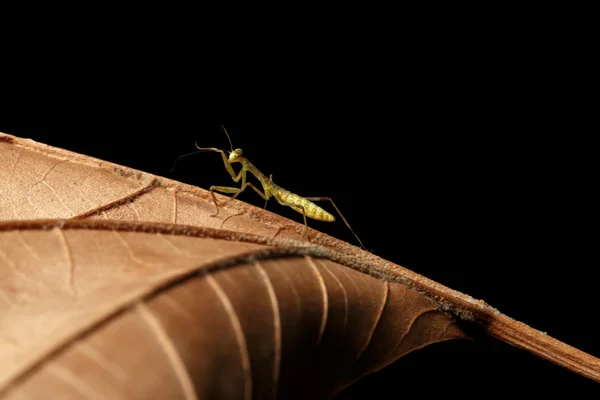 Praying Mantis - religiosa — Stock Photo, Image