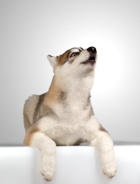 Sibirya Husky köpeği uluyor.