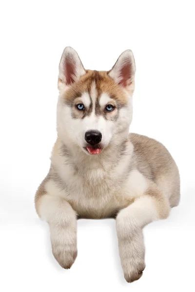 Chiot Husky sibérien montrant la langue — Photo