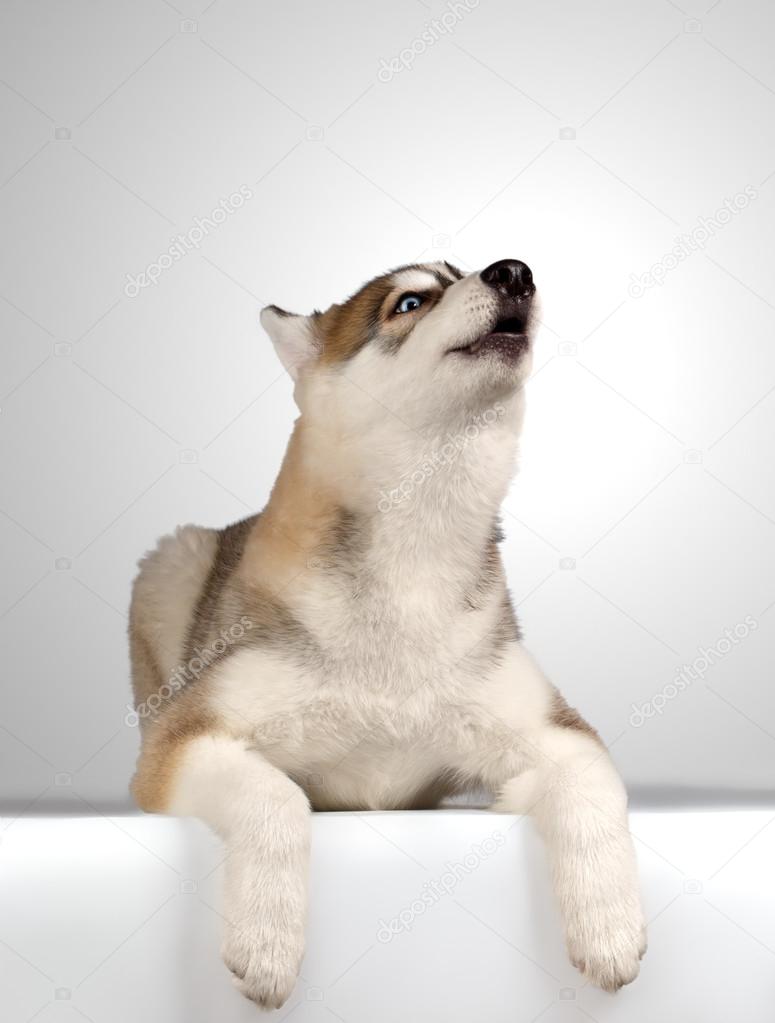 Siberian Husky puppy Howls