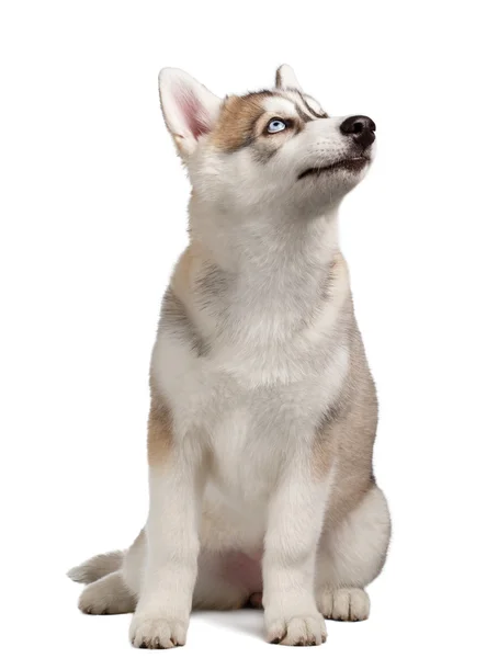 Siberian Husky valp på vit — Stockfoto