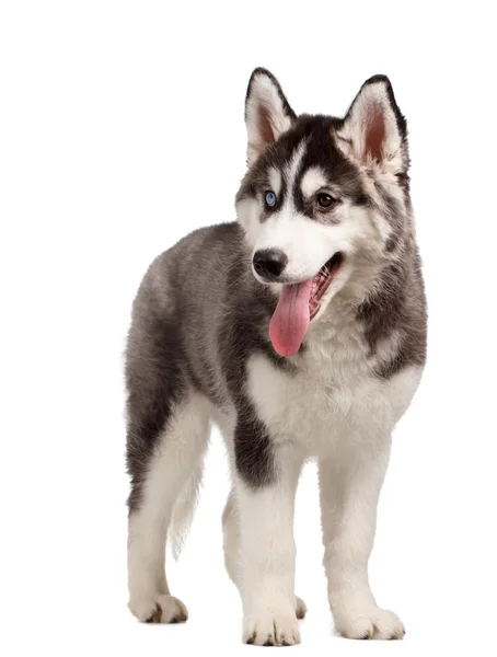 Siberian Husky valp på vit — Stockfoto