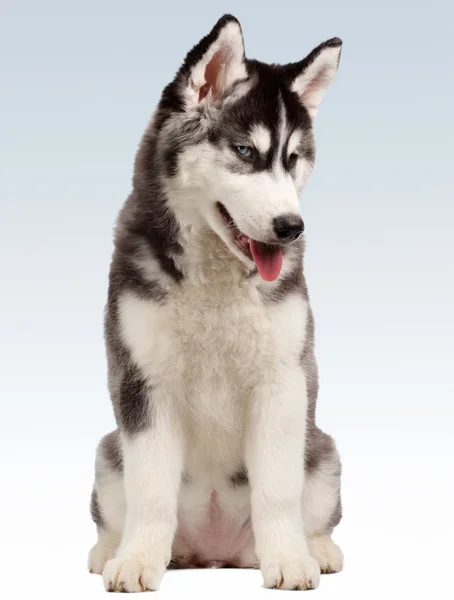 Chiot Husky sibérien sur blanc — Photo