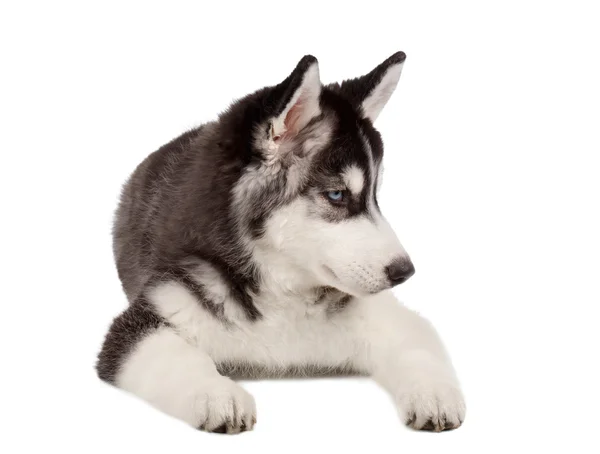 Chiot Husky sibérien sur blanc — Photo