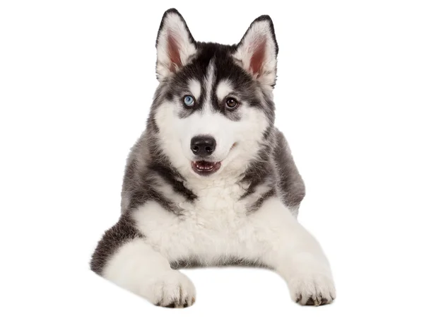 Siberische Husky pup op wit — Stockfoto