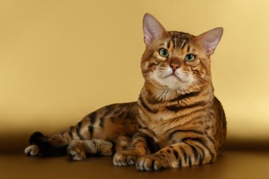 Altın arka plan ve kamera seyir Bengal kedisi