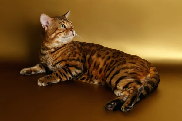 Бенгальский кот на золотом фоне и оглядываясь назад — стоковое фото