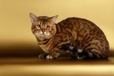 Altın arka plan ve kamera seyir Bengal kedisi