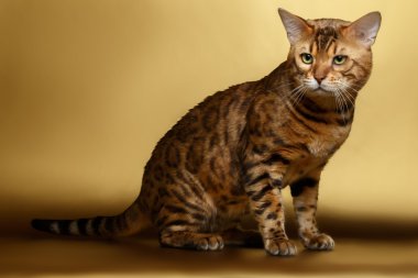 Altın arka plan ve kamera seyir Bengal kedisi