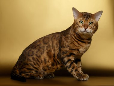 Altın arka plan ve kamera seyir Bengal kedisi