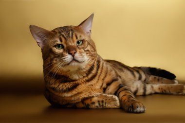 Altın arka plan ve kamera seyir Bengal kedisi