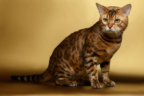 Bengal katt på guld bakgrund och tittar i kameran — Stockfoto