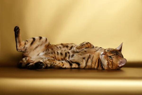 벵골 고양이 골드 배경 및 재생에 — 스톡 사진