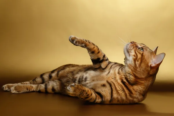 Gato de Bengala sobre fondo dorado y jugando — Foto de Stock