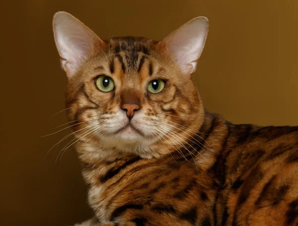 stock image Bengal Cat on Gold background and Looking in camera