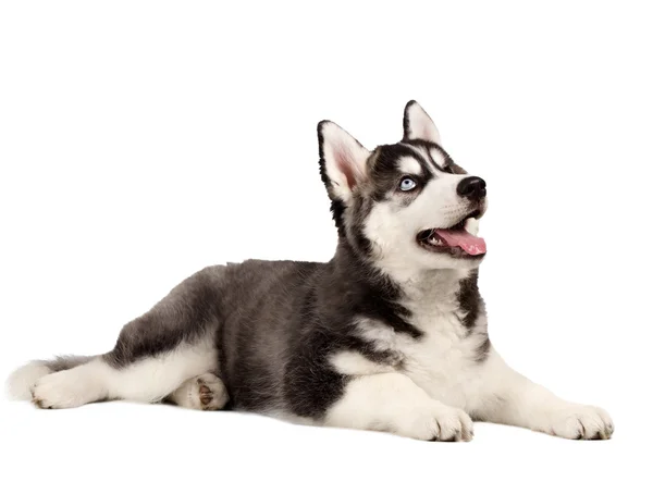ホワイトのシベリアン ハスキー子犬 — ストック写真