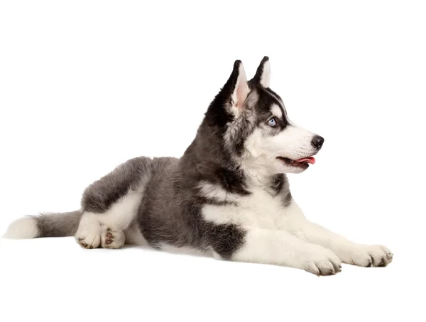 Chiot Husky sibérien sur blanc — Photo