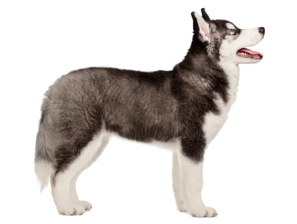 Sibirischer Husky Welpe auf weiß — Stockfoto