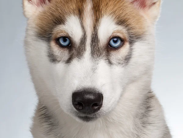 Primer plano siberiano Husky cachorro en blanco — Foto de Stock
