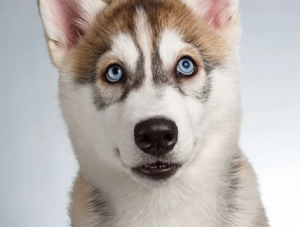 Closeup Siberische Husky pup op wit — Stockfoto