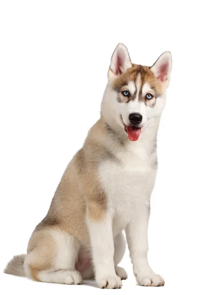 Siberiano Husky cucciolo su bianco — Foto Stock