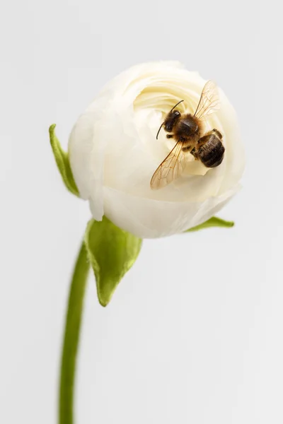 Nahaufnahme weißer Hahnenfuß Blume mit Biene — Stockfoto