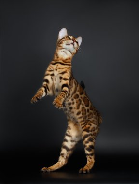 Oyun oynayan kadın Bengal kedi arka ayakları üzerinde duruyor