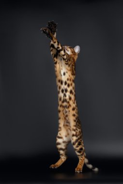 Paws oynak Bengal kediyi havaya yükselen