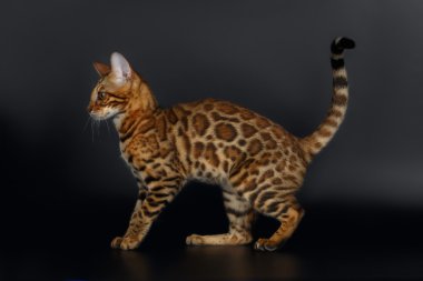 Yan görünümü Bengal kedisi