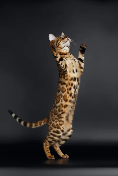 遊び心のある女性ベンガル猫が後部足の上に立つ — ストック写真