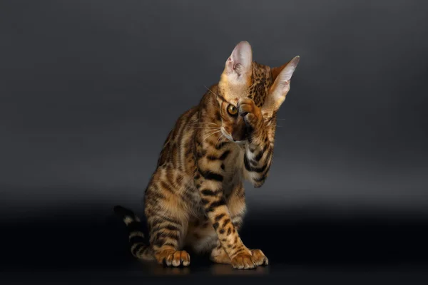 Closeup Bengalen kat wast — Stockfoto