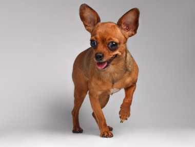 Beyaz Arkaplanda Gülümseyen Kahverengi Oyuncak Teriyeri