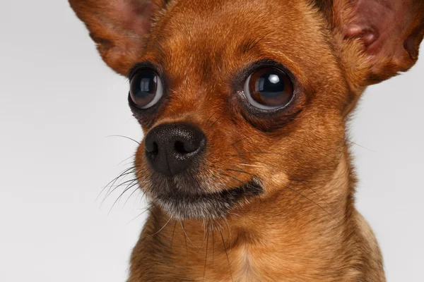 Primo piano tristemente marrone giocattolo Terrier su sfondo bianco — Foto Stock