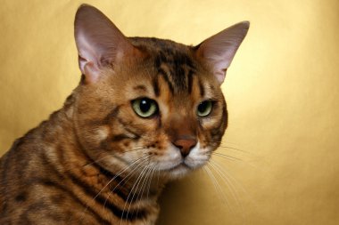 Closeup Bengal kedisi