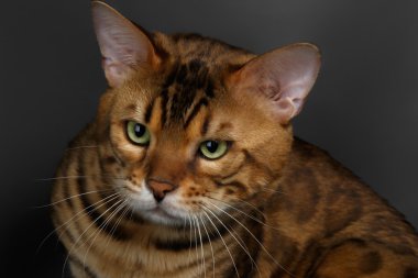 Closeup Bengal kedi öfkeli seyir